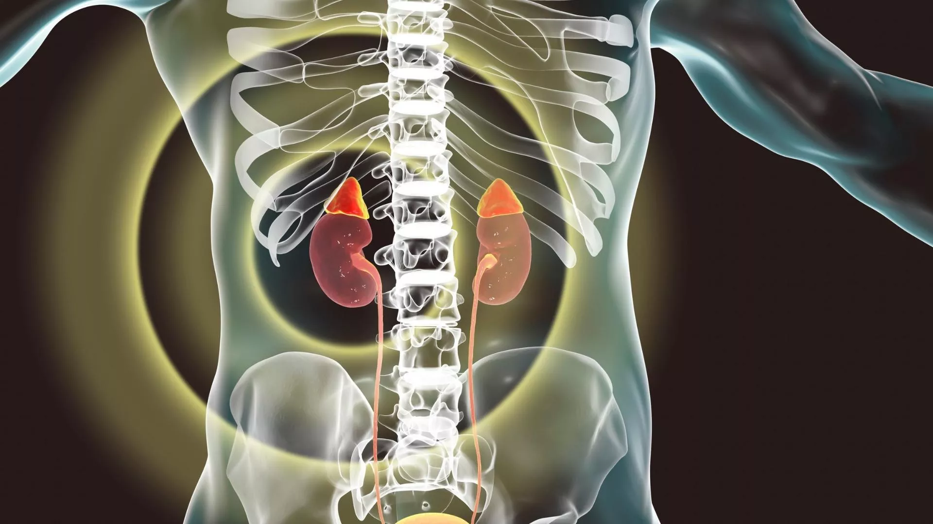 Feokromatistoma Nedir?