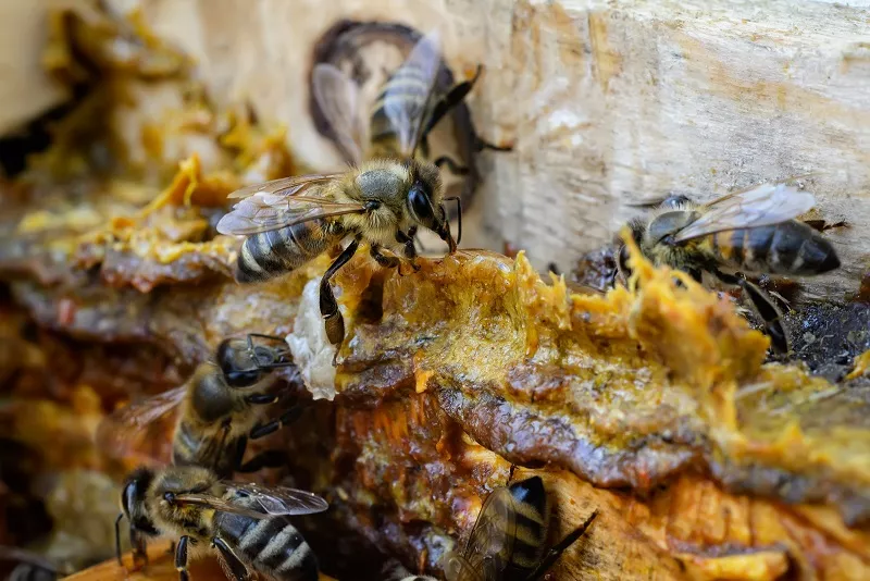 Propolis Nedir Hangi Amaçlarla Kullanılır ?