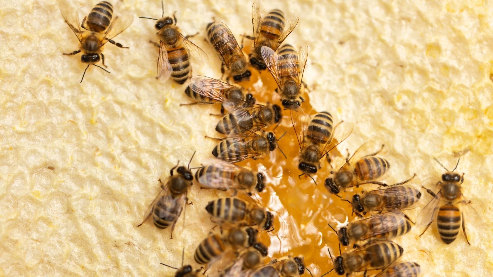 What is Propolis? What Does Propolis Do? What Should You Know About Propolis? Is Propolis Faulty? How should propolis be used?