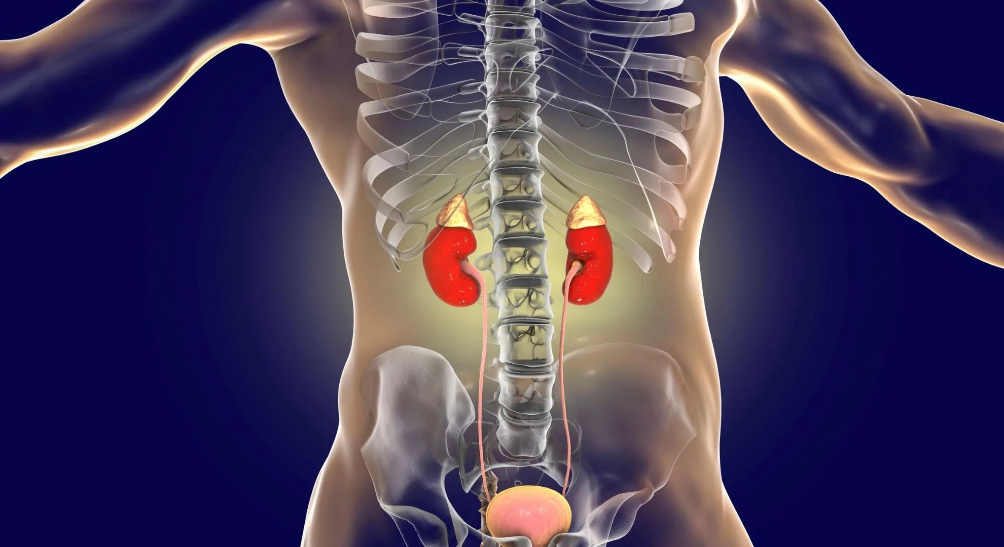 What Are Adrenal Diseases?