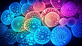 Infection and Immunity doktoruzman